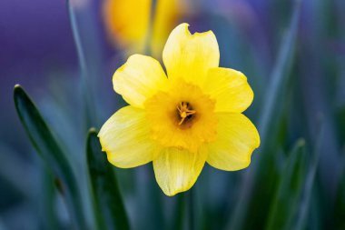 Baharda güneşli havalarda çiçek tarhında sarı nergisler