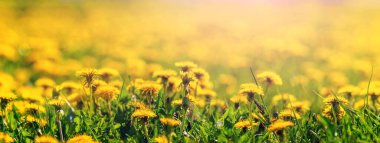 Sarı karahindiba çiçekleri güneşli bir havada çayırda