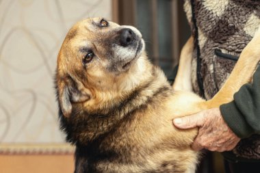 Yaşlı bir adam evde büyük bir köpeği okşar. Büyükbabamın bir köpeği var.