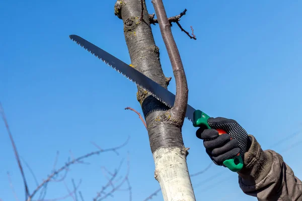 A gardener cuts off extra branches on a tree with a saw