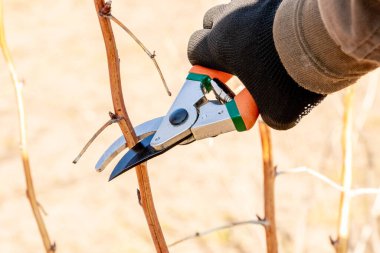 Bahçıvanın biri bahçe makası ve mezhepçilerin yardımıyla bir ağacın dalını kesiyor.
