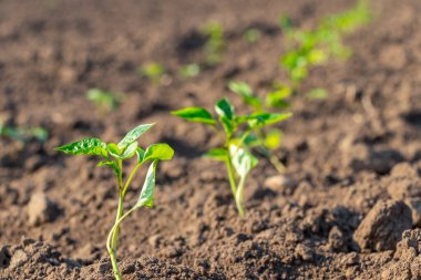 Yatağın üzerinde yeşil biber filizleri. Biber ekimi