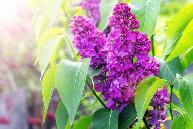 Leylaklar çiçek açıyor. Mor leylak çiçekleri gün ışığında çalılıklarda