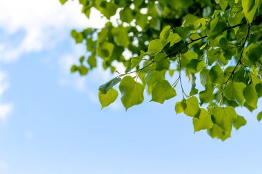 Güneşli havalarda gökyüzünün arka planında taze yapraklar olan ıhlamur dalları