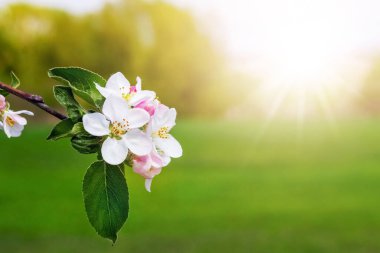 Bahar bahçesinde beyaz çiçekli elma dalları. Çiçekli elmalar.