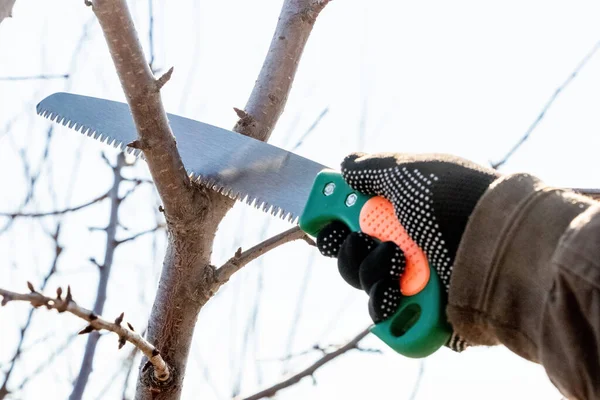 A gardener cuts off extra branches on a tree with a saw