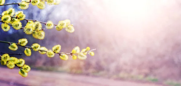 春のイースターの背景には柳の枝があり 晴れた日には道路の近くにふわふわの猫がいます — ストック写真