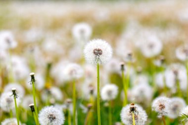 Baharda çayırda beyaz karahindiba. Bahar arkaplanı
