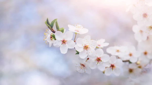 A  cherry plum branch with white flowers in delicate light tones. Cherry plum blossoms