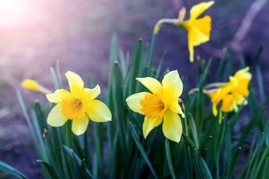 Baharda güneşli havalarda çiçek tarhında sarı nergisler