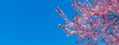 Sakura çiçekleri. Mavi gökyüzünün ve güneşli havanın arka planında pembe çiçeklerle sakura dalları