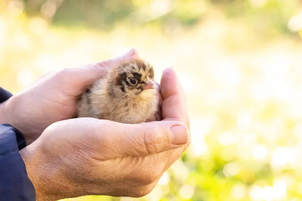A woman holds a small fluffy chicken in her hands