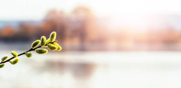 stock image Willow branch with catkins near the forest and river on a blurred light background. Easter background