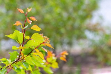 Güneşli havada bahçede ağaçta yeşil yapraklı kayısı dalı