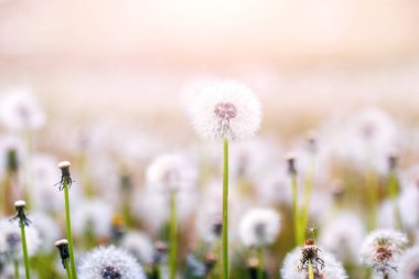 Beyaz karahindiba çiçekleri yumuşak pastel renklerde bulanık arkaplan