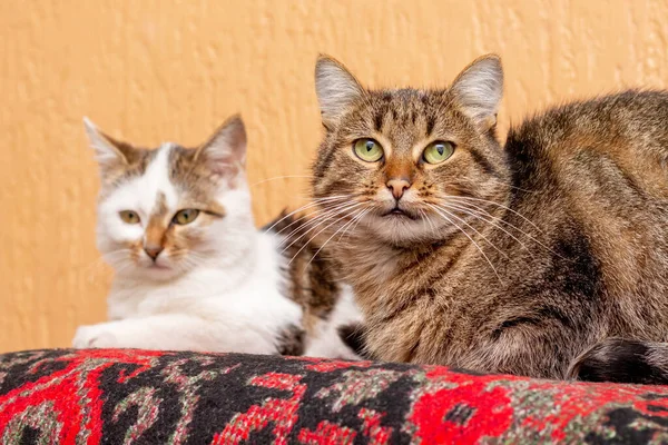 Two Cats Lie Room Carpet Cats Resting — Stock Photo, Image