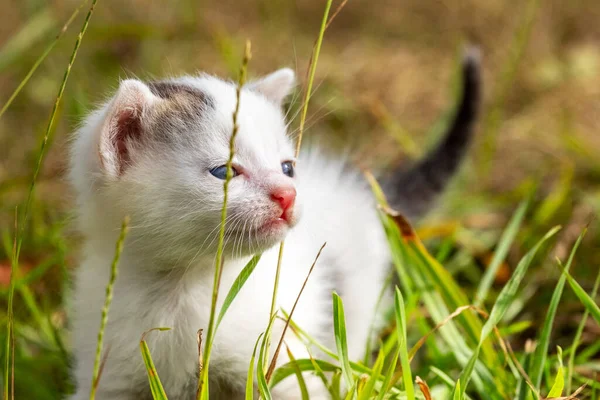 Little white spotted kitten in the garden among the green grass