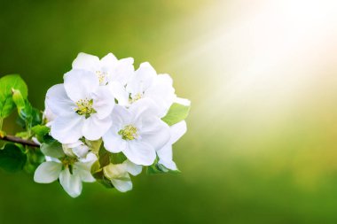 Yeşil arka planda beyaz çiçekli bir elma dalı.