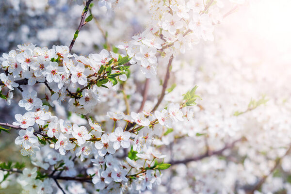 Cherry plum blossoms. A cherry plum branch with white flowers on a sunny day