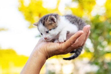 Kadın elinde küçük bir kedi yavrusu tutuyordu.