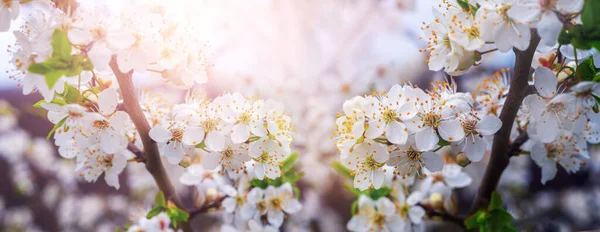 Cherry plum branch with flowers and buds in sunny weather, cherry plum blossoms