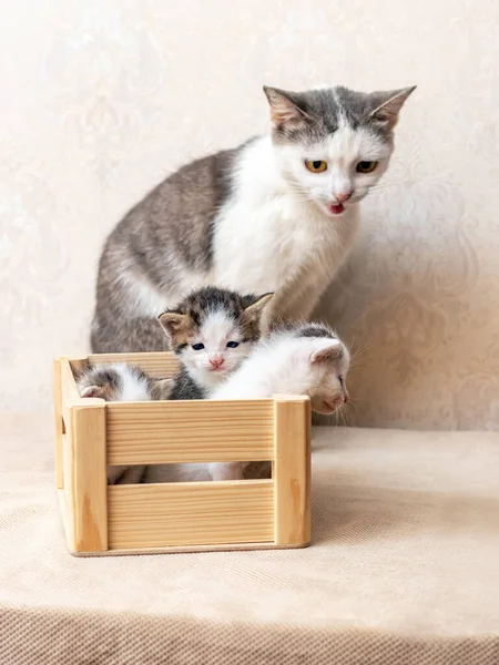 Small Kittens Wooden Box Mother Cat Fotografia De Stock