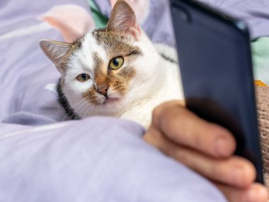 Purebred gray and brown chicken in the garden on the grass. Breeding chickens on the farm