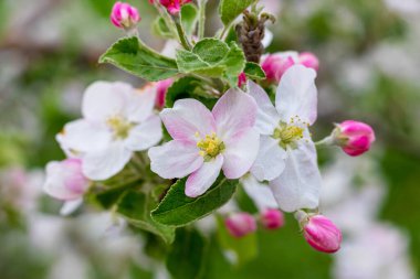 A branch of an apple tree with white and pink flowers and buds on a tree