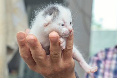 Elderly womanr holds a small cute kitten in his hands. Love for animals