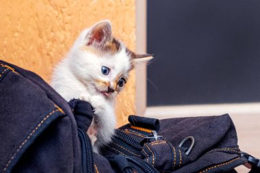 A small cute kitten is playing near a black backpack