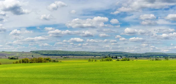 A wide field with green grass, trees and forest in the distance and a picturesque cloudy sky. Summer landscape with a green field