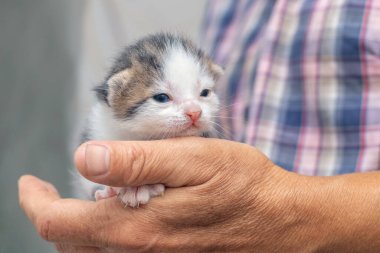 Yaşlı bir büyükbaba elinde küçük sevimli bir kedi yavrusu tutuyor. Hayvanlar için aşk