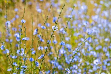 Chicory flowers in a field on a blurred background