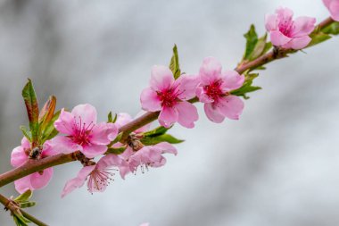 Gökyüzünün arka planında pembe çiçekli şeftali dalları