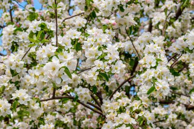 Bahar bahçesinde beyaz çiçekli elma dalları. Çiçekli elmalar.