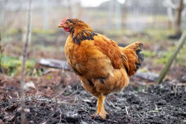Brown hen in the garden in early spring. Raising chickens
