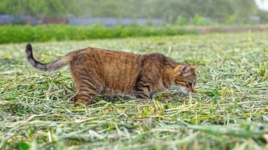 A brown tabby cat walks in the garden on the mowed grass, the cat is on the hunt