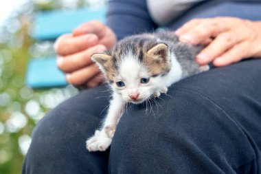 An elderly woman holds a small cute kitten on her lap