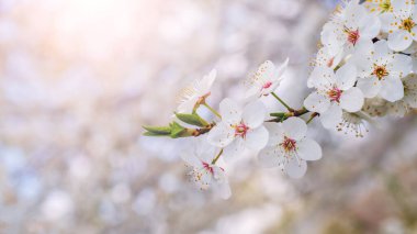 A branch of cherry plum with white flowers on a gentle light background
