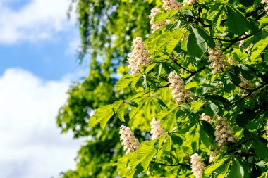 Chestnut tree with green leaves and white flowers on a background of blue sky with white clouds