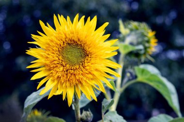 Big yellow sunflower on a dark blue background