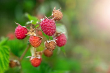 Red ripe raspberry berries in the garden on a bush