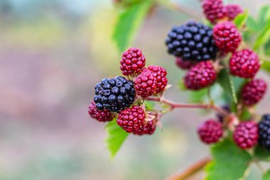 Black and red berries of blackberry in the garden on a blurred background during ripening