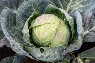 Ripe head of cabbage with raindrops on the bed