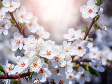 Kiraz eriği çiçekleri. Güneşli bir günde beyaz çiçekli kiraz eriği dalı