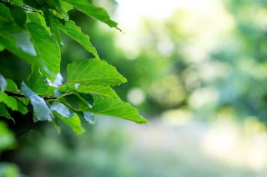 Tree branch with green leaves in forest on blurred background, summer background