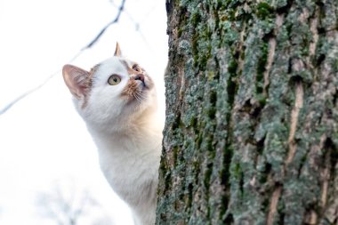 A white spotted cat peeks out from behind a tree