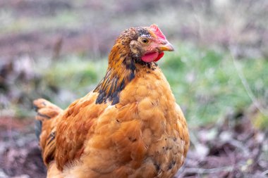 Brown hen in the garden in early spring. Raising chickens