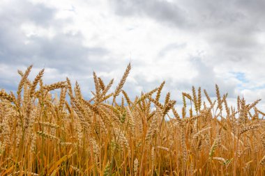 Ripe ears of wheat in the field against a cloudy sky