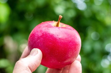 A man holds a red apple in his hand in the garden on a blurred background